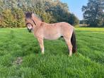 2,5 jr fjord ruin, Dieren en Toebehoren, Pony's, Ruin, 0 tot 2 jaar, Onbeleerd, Recreatiepony