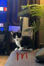 Gratis 10 weken oude kittens, Meerdere dieren, Ontwormd, 0 tot 2 jaar