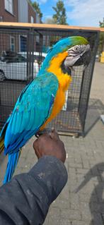 Lieve blauw gele ara man, Mannelijk, Papegaai