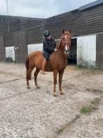 Therapiepaard of voor echte beginners!!, Dieren en Toebehoren, Paarden, Gechipt, Minder dan 160 cm, B, Ruin