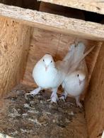 Witte duiven, Meerdere dieren, Postduif
