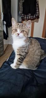 Laatste lieve kitten zoekt een nieuw baasje, Dieren en Toebehoren, Katten en Kittens | Raskatten | Korthaar, Meerdere dieren, Ontwormd
