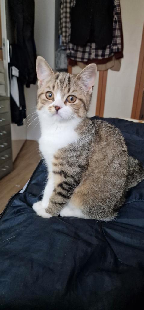 Laatste lieve kitten zoekt een nieuw baasje, Dieren en Toebehoren, Katten en Kittens | Raskatten | Korthaar, Meerdere dieren, 0 tot 2 jaar