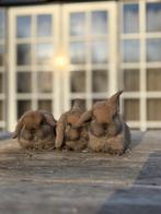 Mini lop konijntjes, Dieren en Toebehoren, Meerdere dieren, Dwerg