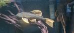 Luteus  l nummer  l nummers  aquariumvissen, Dieren en Toebehoren, Vissen | Aquariumvissen