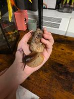 Ik zal het in goede handen leggen, met een terarium., Dieren en Toebehoren, Overige Dieren, September, Mannelijk