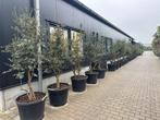 Meerstammige kurkeik - Quercus suber te koop 180/200 cm., 100 tot 250 cm, Zomer, Volle zon, In pot