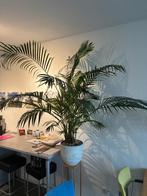 Kentiapalm, Ophalen, Palm, Halfschaduw, 150 tot 200 cm