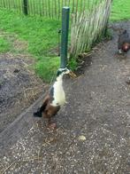 Loopeend Woerd, Dieren en Toebehoren, Meerdere dieren, Eend