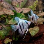 Laatste 8 jonge blauwe maanvissen 5/6 cm hoog €4.95 per stuk, Dieren en Toebehoren, Vissen | Aquariumvissen, Vis, Zoetwatervis