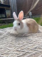 Lief dwergkonijntje ram zoekt nog een huisje!, Meerdere dieren, Dwerg, 0 tot 2 jaar
