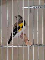 putter mannen 2x, Mannelijk, Wildzangvogel, Geringd