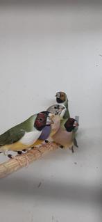Gouldamadines, Dieren en Toebehoren, Meerdere dieren, Tropenvogel