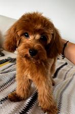 Premium f2 maltipoo pup reutje, Dieren en Toebehoren, Honden | Chihuahua's en Gezelschapshonden, Particulier, Rabiës (hondsdolheid)