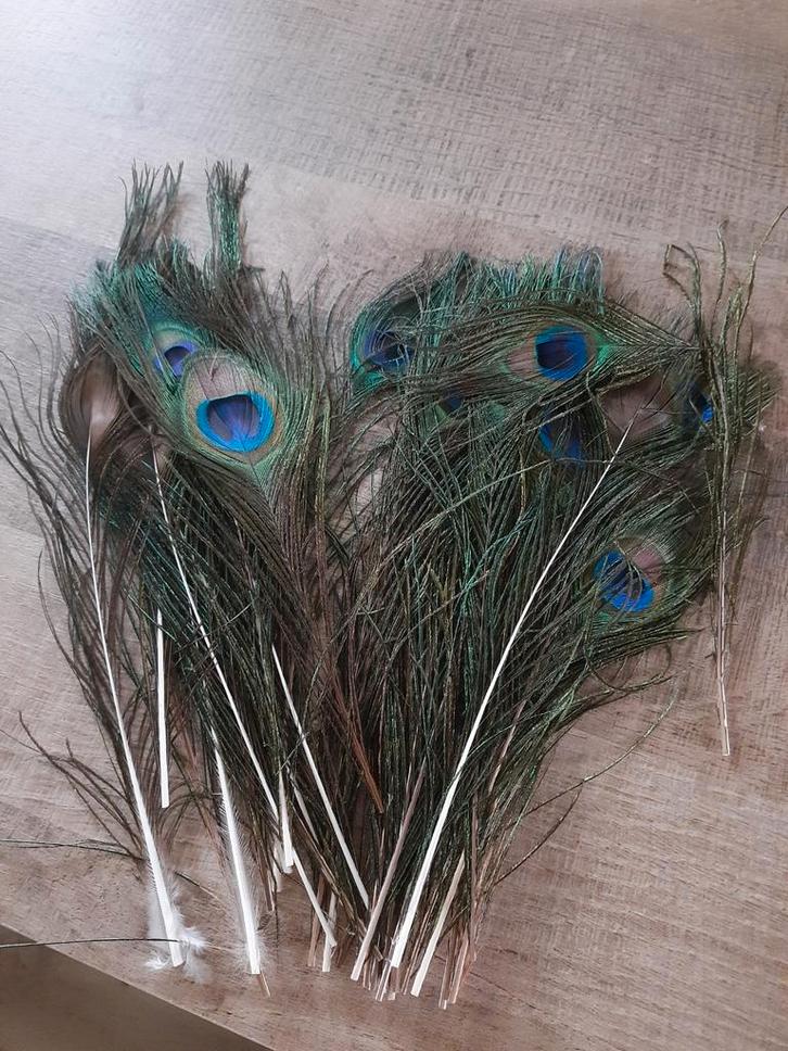 Pauwveer te koop LET OP!! Geen hele grote decoratie pauwveer, Huis en Inrichting, Woonaccessoires | Wanddecoraties, Ophalen of Verzenden