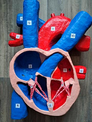 GRATIS model doorsnede hart - Biologie project beschikbaar voor biedingen
