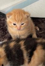 Rode Kitten geboren 7 april, 0 tot 2 jaar, Ontwormd, Poes