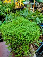 Slaapkamergeluk Soleirolia - Bodembedekker voor Schaduw, Ophalen of Verzenden, Halfschaduw