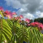 Albizia of Slaapboom, Tuin en Terras, Planten | Bomen, Ophalen of Verzenden, Zomer, In pot, 100 tot 250 cm