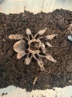 Tliltocatl albopilosum 1.0, Dieren en Toebehoren, Insecten en Spinnen, Spin of Schorpioen