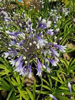 Agapanthus fireworks afrikaanse lelie, Ophalen
