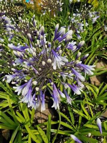 Agapanthus fireworks afrikaanse lelie beschikbaar voor biedingen