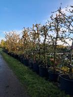 Groot assortiment bomen en fruitbomen op voorraad!, Tuin en Terras, Lente, Halfschaduw, Appelboom, 250 tot 400 cm