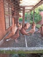 Kleurpostduiven, Dieren en Toebehoren, Vogels | Duiven, Meerdere dieren, Postduif