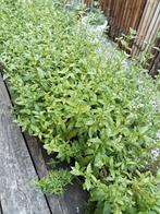 Muntplanten, Ophalen, Overige soorten, Minder dan 100 cm