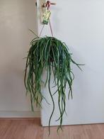 Rhipsalis Selenisereus Wercklei - Koraalcactus / Hangplant, Huis en Inrichting, Kamerplanten, Minder dan 100 cm, Halfschaduw, Ophalen