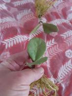 Hoya obovata, Huis en Inrichting, Kamerplanten, Ophalen of Verzenden, Halfschaduw, Minder dan 100 cm