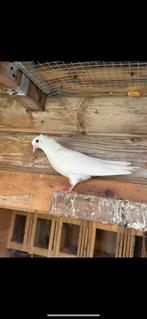 Duiven, Dieren en Toebehoren, Vogels | Duiven, Meerdere dieren, Postduif