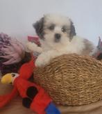 Leuke boomer pups te koop!, Parvo, Overige rassen, 8 tot 15 weken, Meerdere