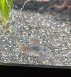 5x baby koper corydoras, Dieren en Toebehoren, Vissen | Aquariumvissen, Vis