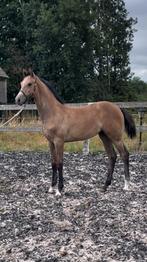 Schitterend merrieveulen te koop, Dieren en Toebehoren, Paarden, Merrie, Springpaard, Gechipt, 0 tot 2 jaar