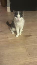 Super aanhankelijke lieve kat. Kan goed met kinderen, Kater, Kortharig, 0 tot 2 jaar