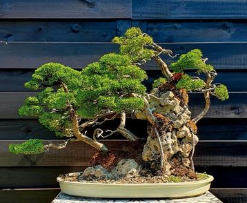 Bonsai Rotsformatie beplant met 5 Chinensis Jeneverbessen  beschikbaar voor biedingen