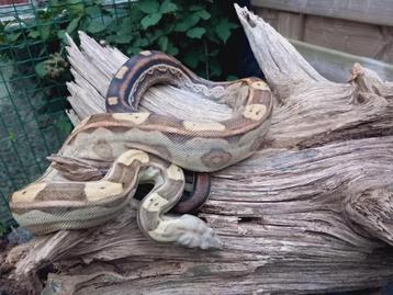 Boa imperator Motley het Vpi beschikbaar voor biedingen