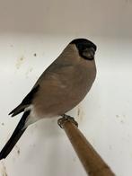 Noorse goudvinken, Dieren en Toebehoren, Vogels | Overige Vogels, Meerdere dieren, Wildzangvogel, Geringd
