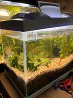 Klein Superfish aquarium, Ophalen of Verzenden, Zo goed als nieuw