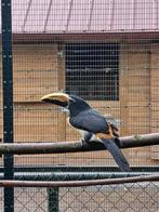 Groene arassari, Dieren en Toebehoren, Vogels | Overige Vogels, Mannelijk