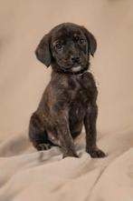 Labrador pups mogen 6 sept weg, Dieren en Toebehoren, 8 tot 15 weken, Meerdere, Nederland, Particulier