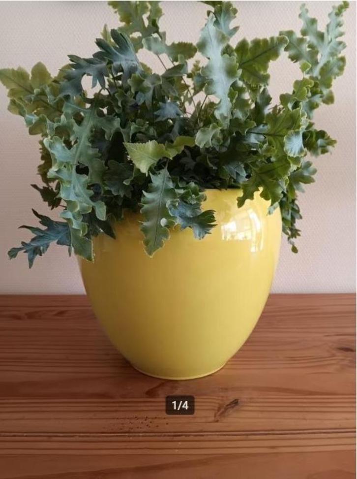 FLORAN bloempot, Rian. Prijs per stuk. NIEUW, Tuin en Terras, Bloempotten, Nieuw, Aardewerk, Binnen, Balkon, Tuin, Minder dan 40 cm
