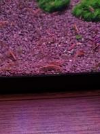 Wildkleur garnalen, Dieren en Toebehoren, Vissen | Aquariumvissen, Kreeft, Krab of Garnaal