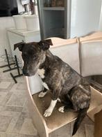adoptiehond,Staff mix honden, reu en teef, Particulier, Rabiës (hondsdolheid), 1 tot 2 jaar, Buitenland