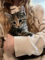 schattige kittens (2 rood- en 2 grijsgestreept), Meerdere dieren, Kortharig, 0 tot 2 jaar
