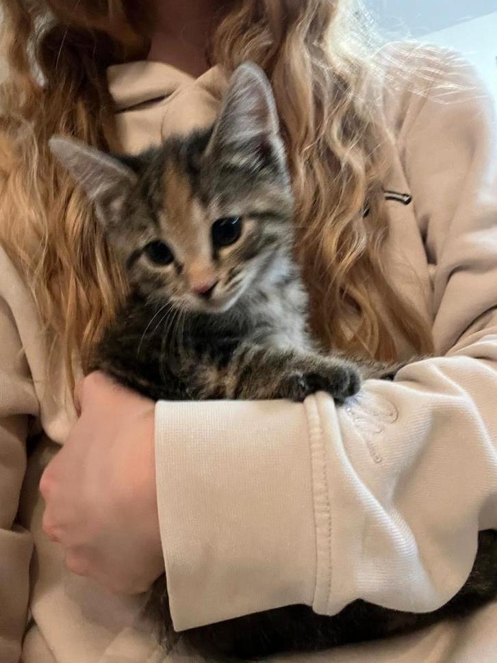 schattige kittens (2 rood- en 2 grijsgestreept), Dieren en Toebehoren, Katten en Kittens | Overige Katten, Kortharig, Meerdere dieren