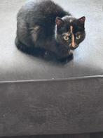Een lieve poes op te halen, Poes