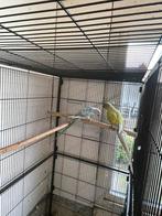 Kweekstel Halsbanden., Dieren en Toebehoren, Vogels | Parkieten en Papegaaien, Meerdere dieren, Parkiet