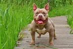 Geteste American Bully Pocket dekreu met stamboom, Particulier, Rabiës (hondsdolheid), 3 tot 5 jaar, Reu